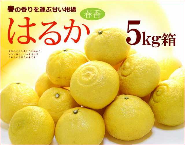 はるか みかん (約5kg) 長崎産/愛媛産/広島産 秀品 春を呼ぶ柑橘