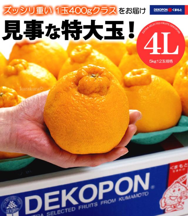 ハウス デコポン 4L 6玉 (約2.4kg) 熊本産 贈答 化粧箱 ギフト 糖度13度以上 優品または秀品 大玉 甘い 熊本デコポン dekopon 不知火 でこぽん 高糖度 光センサー フルーツ 果物 みかん デコポン お年賀 御年賀 お供え 御供え 人気 男性 女性 喜ばれる 2025 糖度 送料無料の通販は