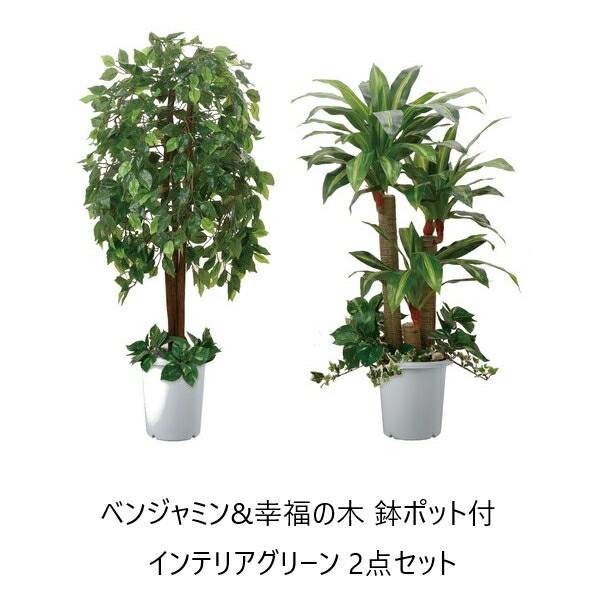 ベンジャミン 幸福の木 鉢ポット付 インテリアグリーン 2点セット 花 観葉植物 盆栽 観葉植物 5848 水やり不要 造木 ボリューム 自然の通販はau Pay マーケット 全品送料無料ゆとり生活研究所