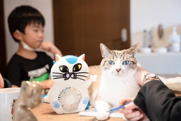 猫くん 限定1点】忍者ねこくん【VTS対応】 - 画藤ショコラ - nizima by