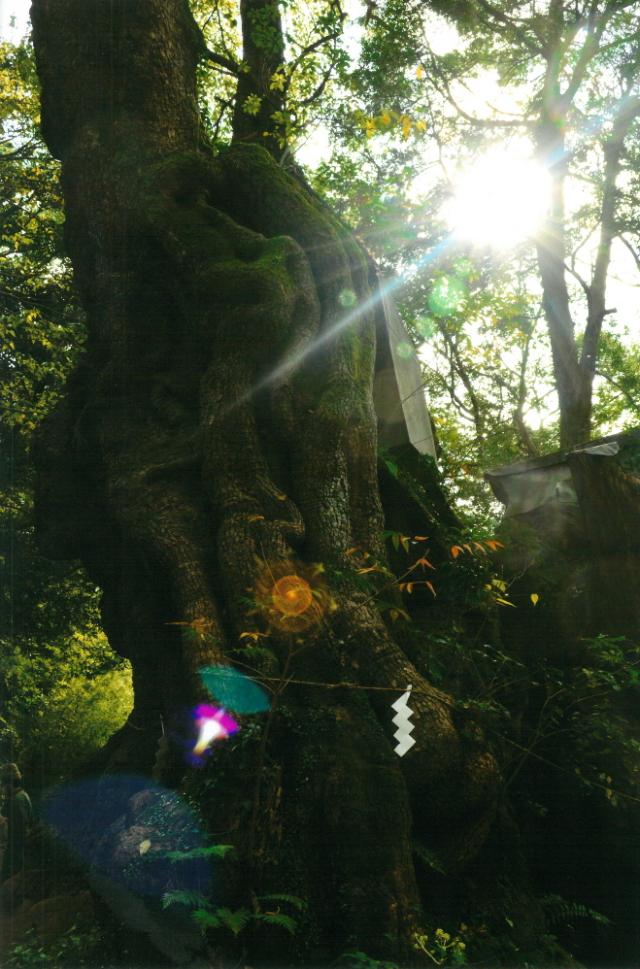 秋元隆良 奇跡の写真 神木の祭典 開運 幸運 画像 写真 開運グッズ 開運フォト 開運写真 縁起物 お祝い事 事務所開き 誕生日 母の日 父のの通販は 38,500円