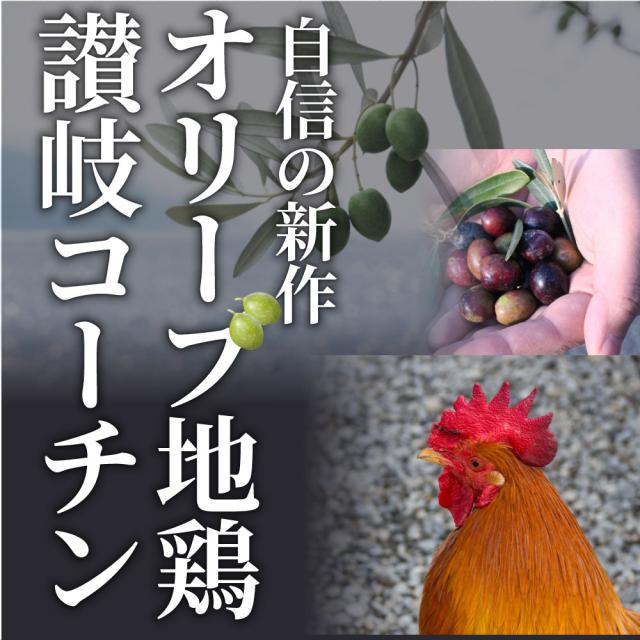 冷凍 国産 オリーブ地鶏 鶏むね たたき 200g×10枚セット 朝びき 新鮮 ムネ 炙り 解凍するだけ 本格 タタキ 刺身でどうぞ 讃岐コーチン 香川 ＊当日発送対象 お肉の しゃぶまる_3