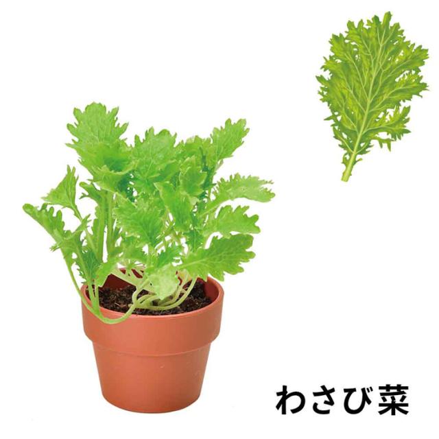 4個セット】育てるカプセル 薬味 栽培キット 栽培セット 薬味 聖新陶芸