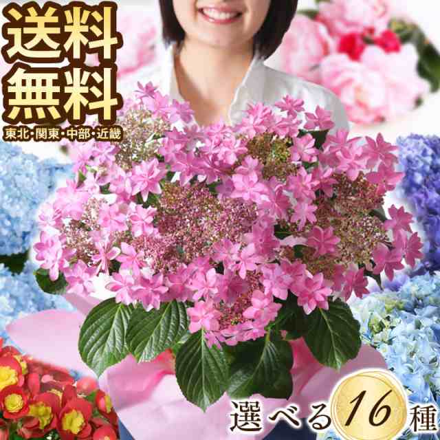 母の日 アジサイ 早割 カーネーション 5号 鉢花 花束 あじさい 花 花ギフト プレゼント ギフト 鉢植え 鉢 紫陽花 代引不可 母 予約の通販はau Wowma アイリスプラザ Wowma 店