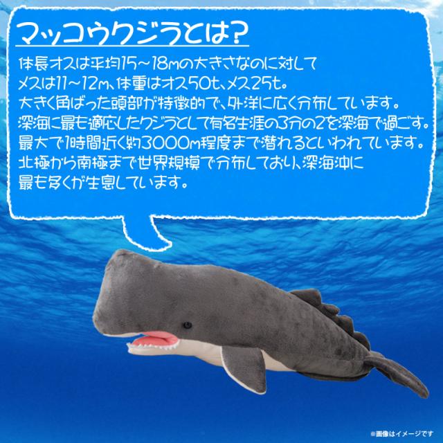 ぬいぐるみ マッコウクジラ くじら ホエール Sm2 2473 100 1 Sea 海に暮らす生き物たち 哺乳類 魚 Sサイズ 太洋産業貿易の通販はau Pay マーケット モバイルランド
