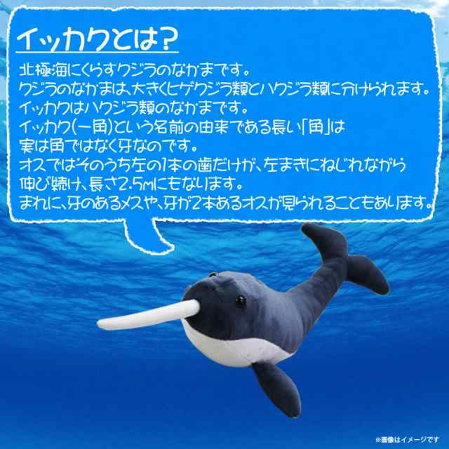 ぬいぐるみ イッカク 一角 くじら クジラ Sm110 0790 100 1 Sea 海に暮らす生き物たち 哺乳類 魚 Sサイズ 太洋産業貿易の通販はau Pay マーケット モバイルランド