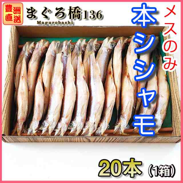 子持ち本ししゃも 北海道産 ギフト 豊洲 シシャモ 柳葉魚 メス 尾 お取り寄せ Sale ご当地の通販はau Pay マーケット 豊洲直送 まぐろ橋１３６ Au Pay マーケット店