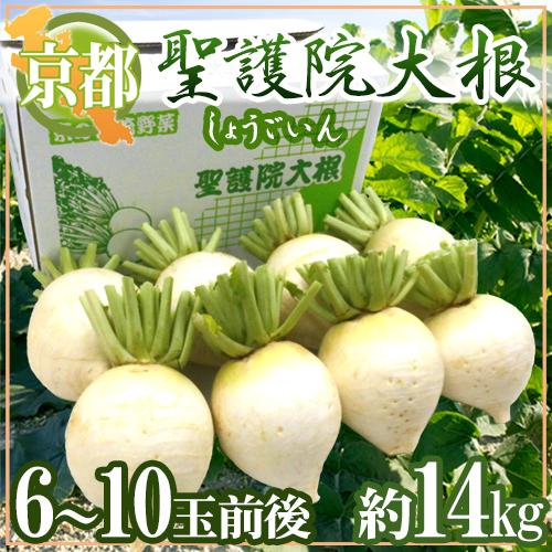 京都府 ”聖護院大根” 6〜10玉前後 約14kg【予約 11月下旬以降】 送料無料