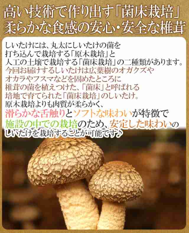 特大 ジャンボ生しいたけ” 約1kg 産地厳選【予約 入荷次第発送】 送料無料の通販はau PAY マーケット - くらし快援隊