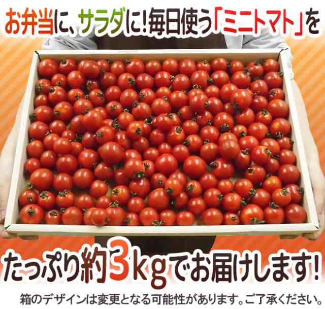 産地厳選 ”ミニトマト” 訳あり 約3kg 大きさおまかせ プチトマト 茨城