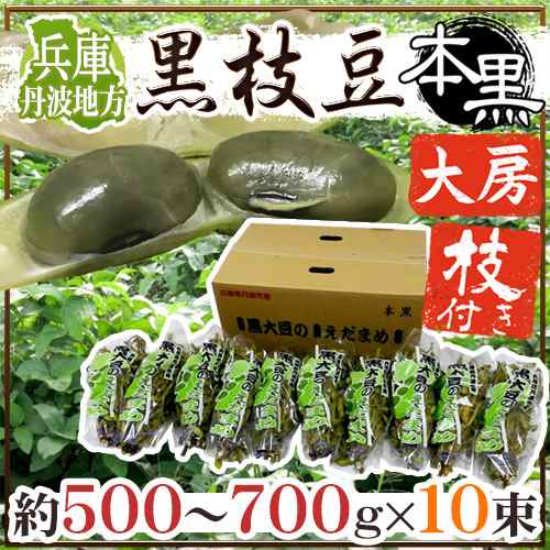 兵庫 丹波地方 ”枝付き黒枝豆 本黒” 約500〜700g×10pc 黒豆【予約 10月中下旬以降】 送料無料