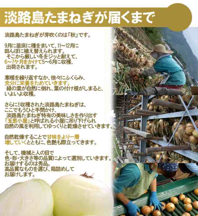 淡路島玉ねぎ秀品5キロ - 野菜