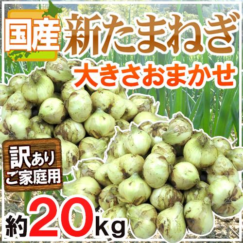 ”新たまねぎ” 訳あり 約20kg 九州・四国・淡路・北海道 産地厳選【予約 3月下旬以降】 送料無料の通販は 5,382円