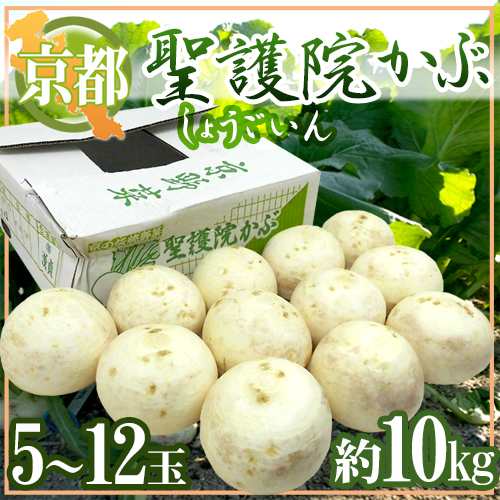 京都府 ”聖護院かぶら” 5〜12玉 約10kg【予約 11月下旬以降】 送料無料