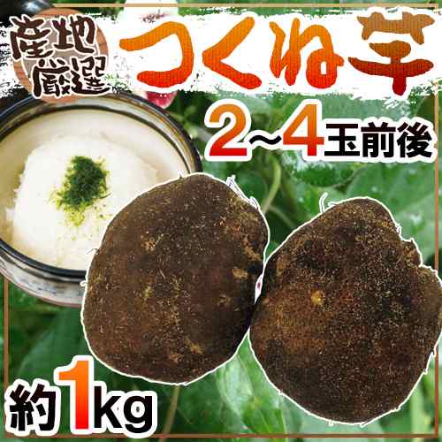 送料無料 産地厳選 つくね芋 山の芋 2 4玉前後 約1kg 山芋 大和芋 やまいも 予約 11月以降 の通販はau Pay マーケット くらし快援隊