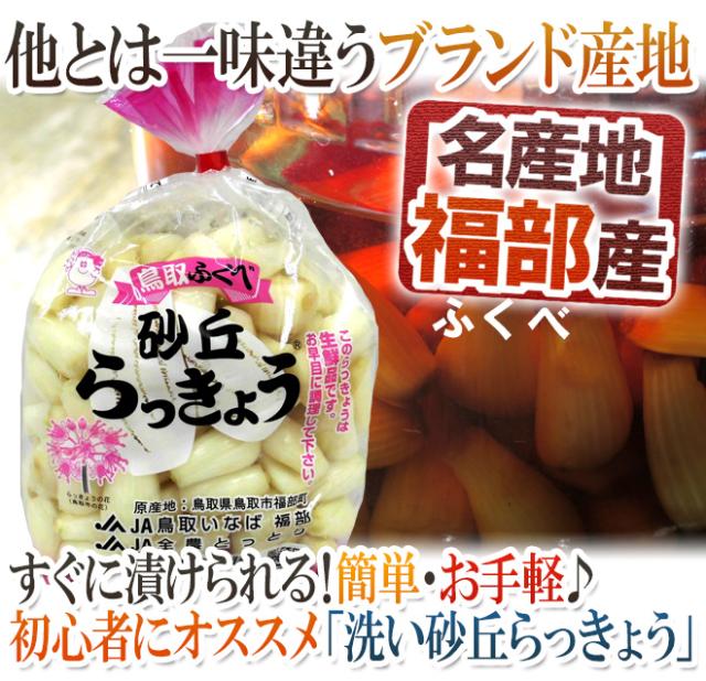 洗いらっきょう 鳥取 JAいなば 福部産 ”砂丘らっきょう” M/Lサイズ 約10kg【予約 6月中旬以降】 送料無料_1