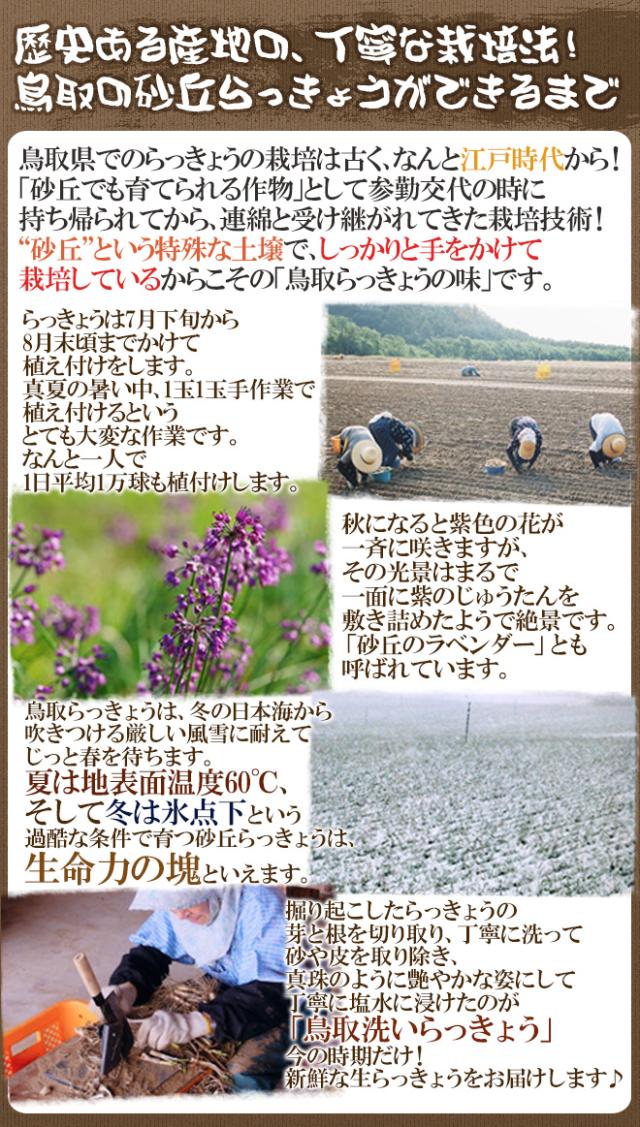 洗いらっきょう 鳥取 JAいなば 福部産 ”砂丘らっきょう” M/Lサイズ 約10kg【予約 6月中旬以降】 送料無料_5