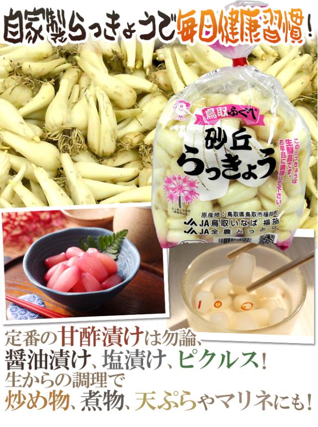 洗いらっきょう 鳥取 JAいなば 福部産 ”砂丘らっきょう” M/Lサイズ 約10kg【予約 6月中旬以降】 送料無料_6