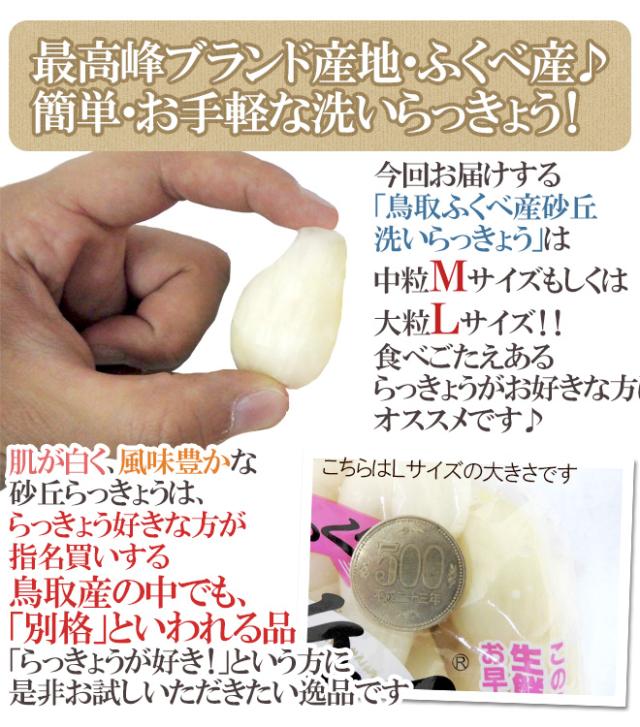 洗いらっきょう 鳥取 JAいなば 福部産 ”砂丘らっきょう” M/Lサイズ 約10kg【予約 6月中旬以降】 送料無料_7