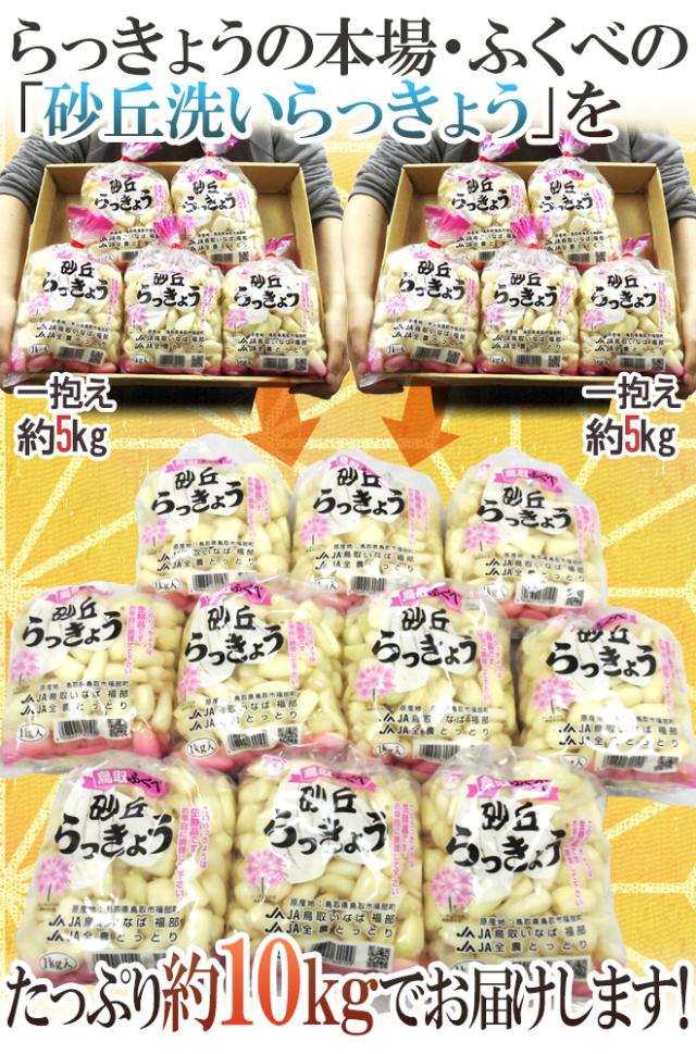 洗いらっきょう 鳥取 JAいなば 福部産 ”砂丘らっきょう” M/Lサイズ 約10kg【予約 6月中旬以降】 送料無料_8