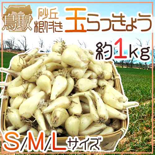 鳥取県産 玉らっきょうM2kg | bumblebeebight.ca