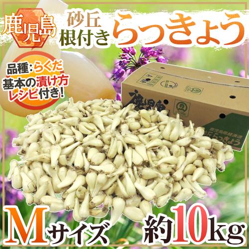 土らっきょう 鹿児島産 ”砂丘らっきょう” 秀品 Mサイズ 約10kg【予約 5月中下旬以降】 送料無料
