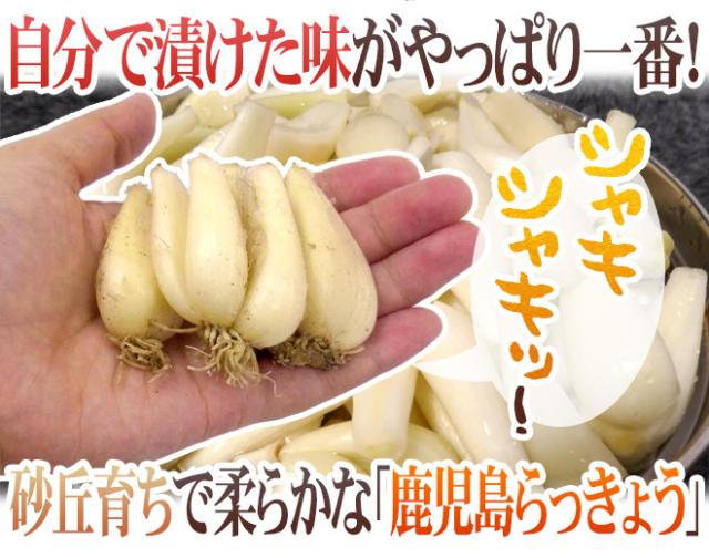 土らっきょう 鹿児島産 ”砂丘らっきょう” 秀品 Mサイズ 約10kg【予約 5月中下旬以降】 送料無料_1