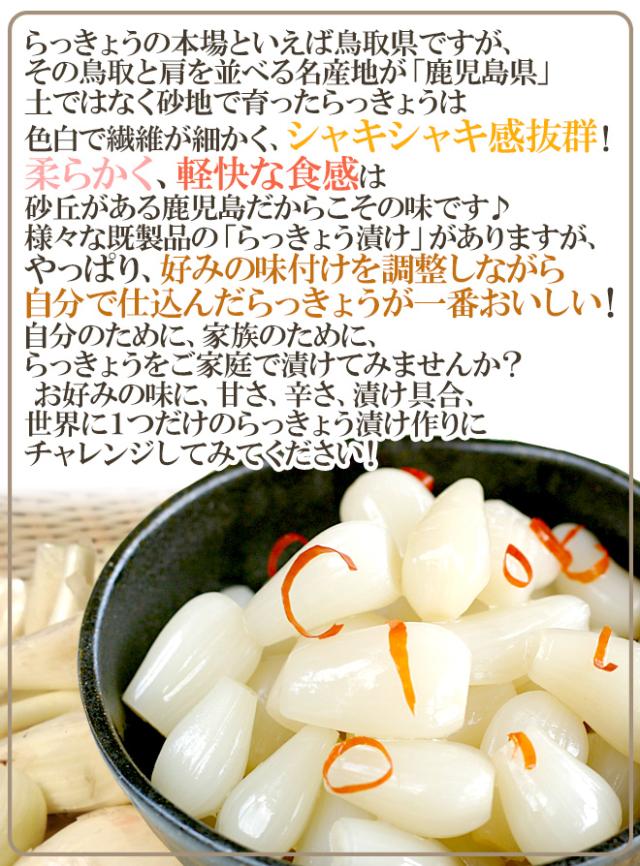 土らっきょう 鹿児島産 ”砂丘らっきょう” 秀品 Mサイズ 約10kg【予約 5月中下旬以降】 送料無料_2