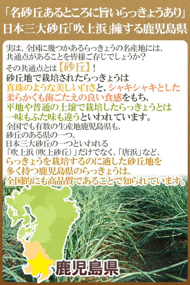 土らっきょう 鹿児島産 ”砂丘らっきょう” 秀品 Mサイズ 約10kg【予約 5月中下旬以降】 送料無料_3