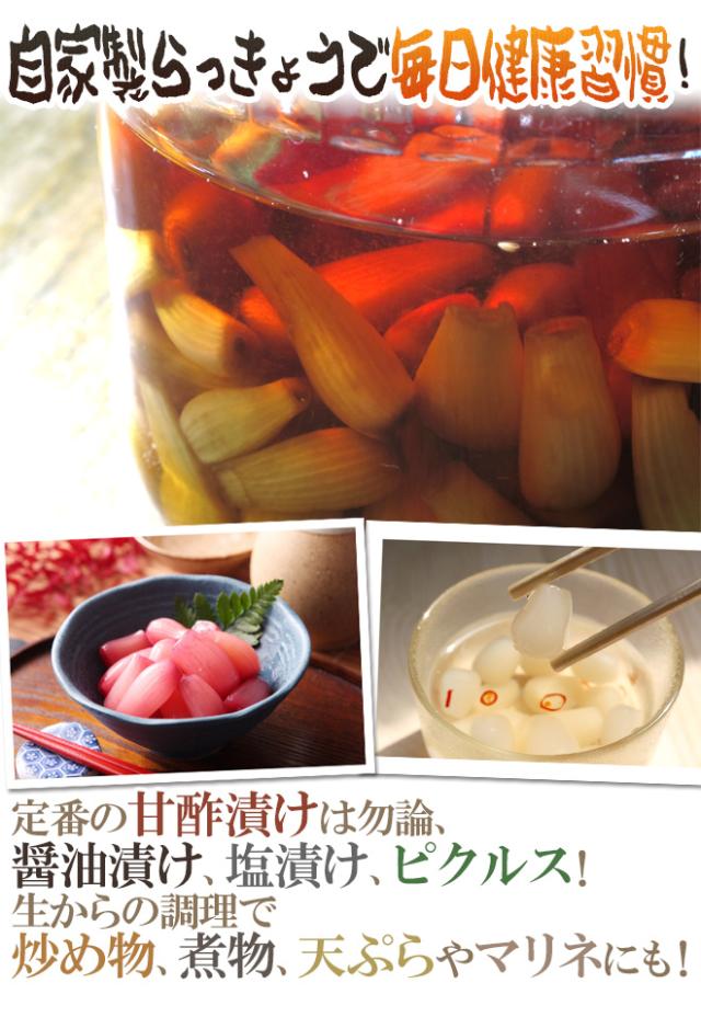 土らっきょう 鹿児島産 ”砂丘らっきょう” 秀品 Mサイズ 約10kg【予約 5月中下旬以降】 送料無料_4