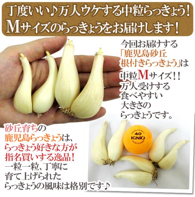 土らっきょう 鹿児島産 ”砂丘らっきょう” 秀品 Mサイズ 約10kg【予約 5月中下旬以降】 送料無料_5