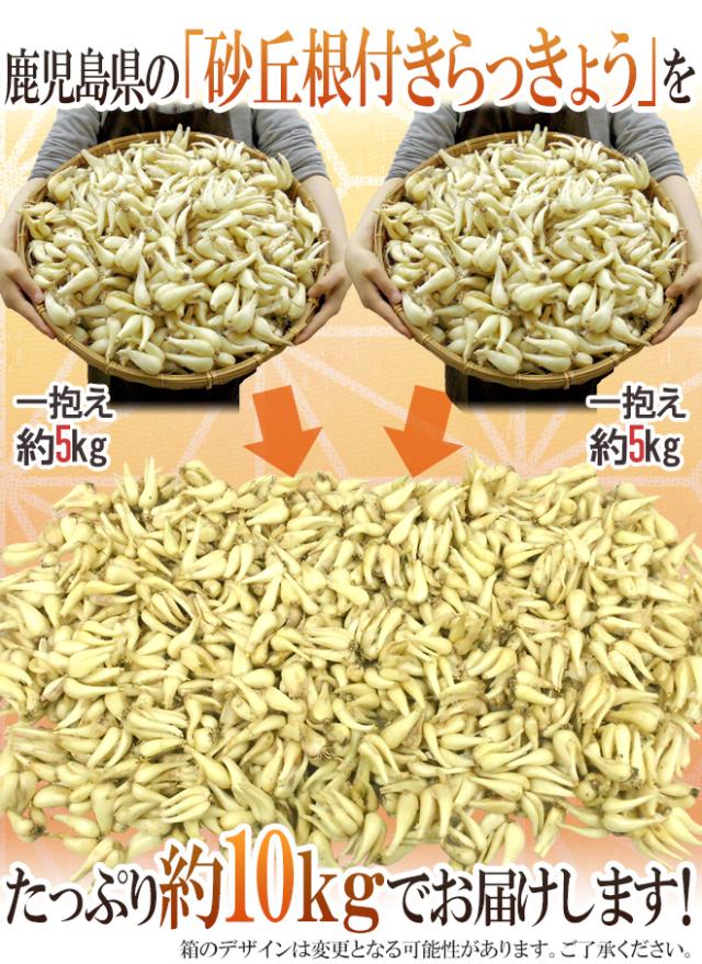 土らっきょう 鹿児島産 ”砂丘らっきょう” 秀品 Mサイズ 約10kg【予約 5月中下旬以降】 送料無料_6