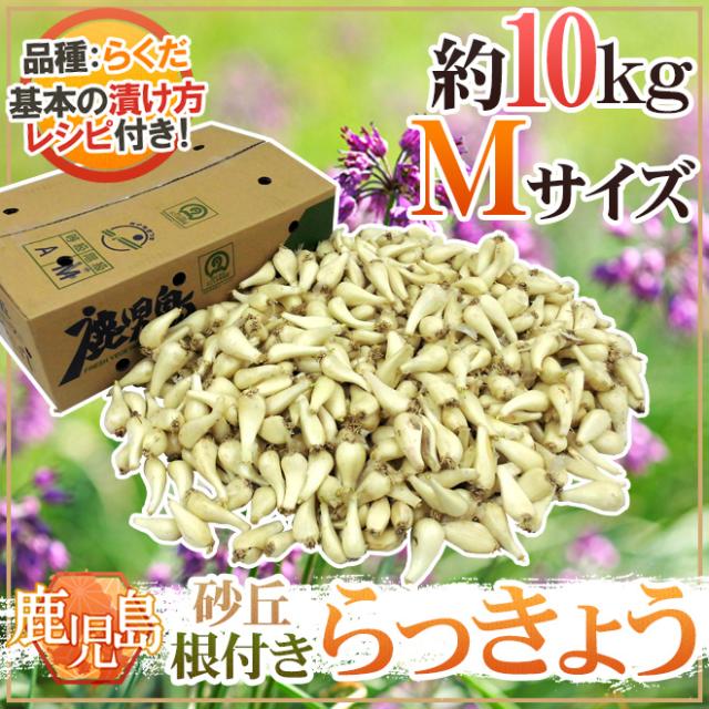 土らっきょう 鹿児島産 ”砂丘らっきょう” 秀品 Mサイズ 約10kg【予約 5月中下旬以降】 送料無料_7
