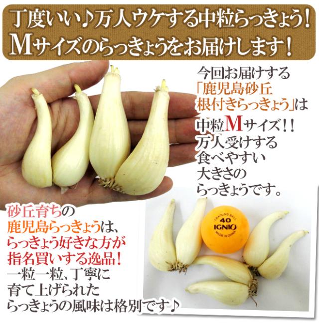 土らっきょう 鹿児島産 ”砂丘らっきょう” 秀品 Mサイズ 約1kg《10キロ ... 土らっきょう 鹿児島産 ”砂丘らっきょう” 秀品 Mサイズ 約1kg《10キロ ...