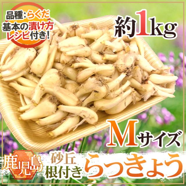 土らっきょう 鹿児島産 ”砂丘らっきょう” 秀品 Mサイズ 約1kg《10キロ ... 土らっきょう 鹿児島産 ”砂丘らっきょう” 秀品 Mサイズ 約1kg《10キロ ...
