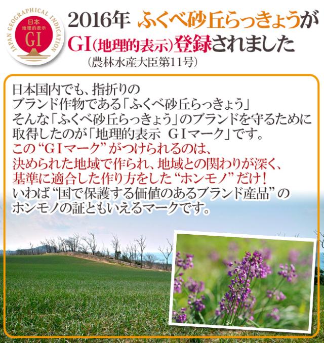 洗いらっきょう 鳥取 JAいなば 福部産 ”砂丘らっきょう” M/Lサイズ 約10kg【予約 6月中旬以降】 送料無料_9