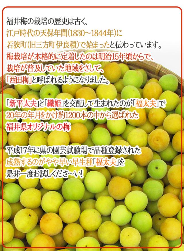 福井産 ”福太夫（ふくだゆう）” 秀品 L〜3L 約10kg 梅【予約 5月末以降