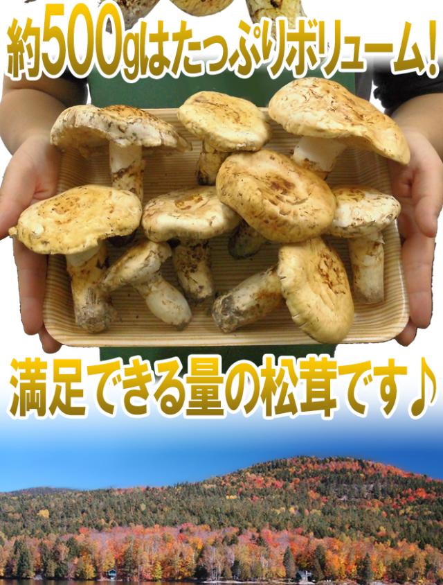 トルコ・モロッコ産 ”松茸” 4〜8本前後 約200g【予約 ぬくい 11月以降】