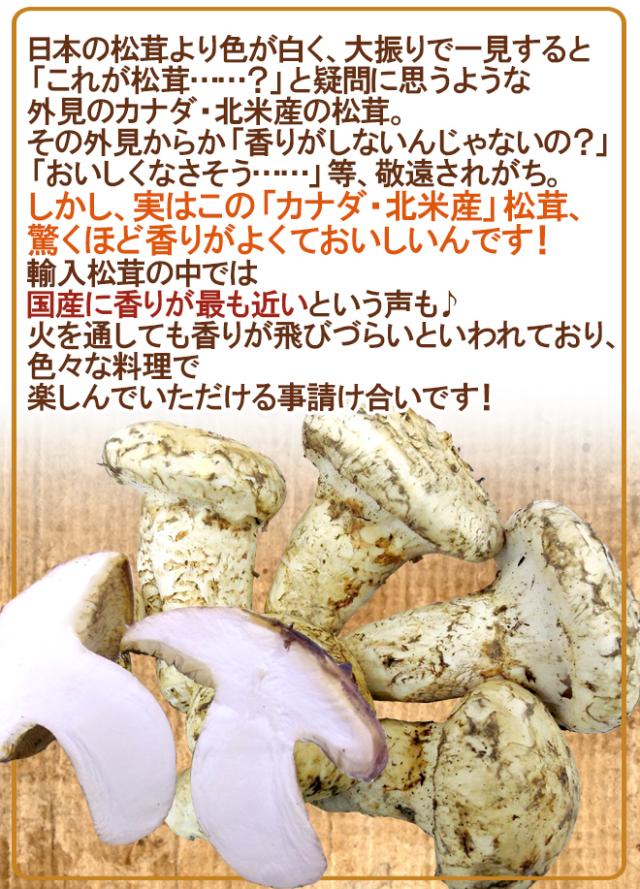 カナダ産松茸500g