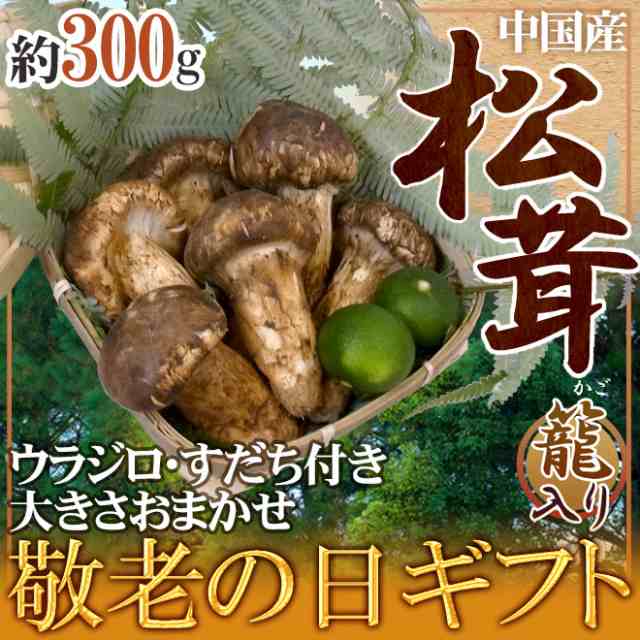 敬老の日ギフト ”松茸” 約300g カゴ入り・スダチ付 大きさおまかせ