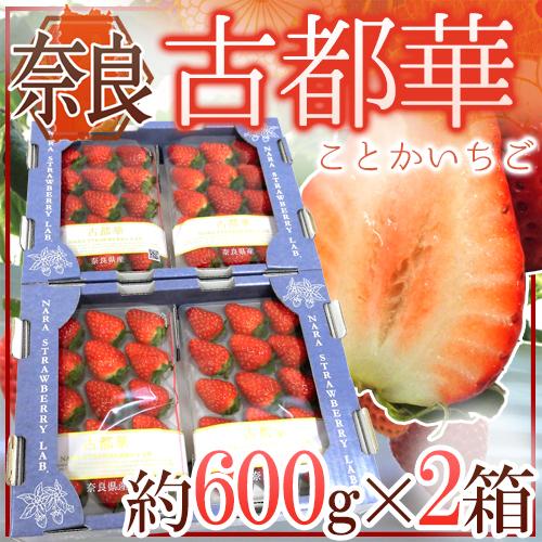 奈良県産 ”古都華いちご” 2pc×《2箱》（1pcあたり 約300g）【予約 12月〜1月以降】 送料無料