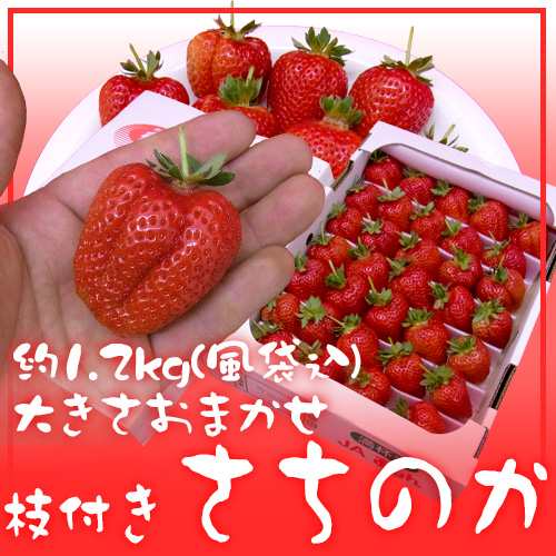 徳島産 枝付き ”さちのか” 大粒 約1.2kg いちご【予約 1月以降】 送料 