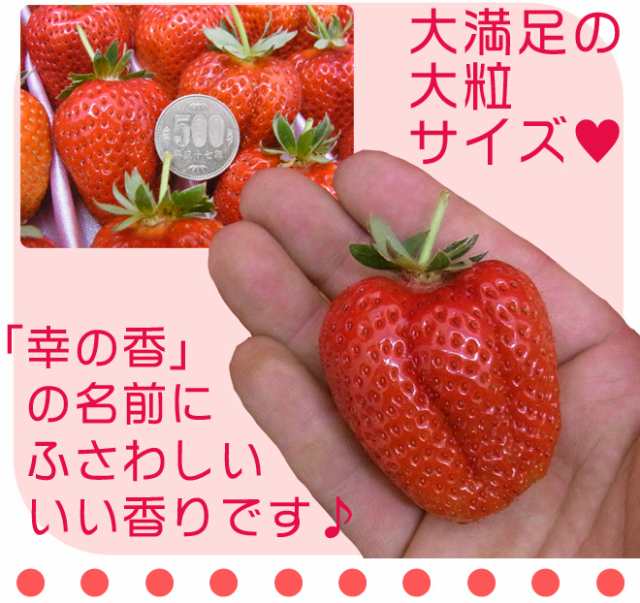 徳島産 枝付き ”さちのか” 大粒 約1.2kg いちご【予約 1月以降】 送料 