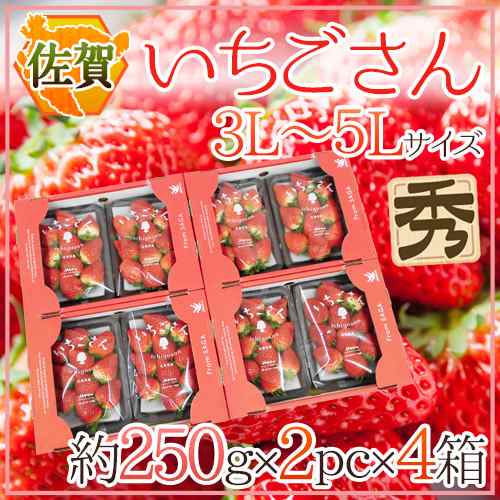 佐賀 ”いちごさん” 秀品 3L〜5Lサイズ 約250g×2パック×《4箱》 化粧箱【予約 12月以降】 送料無料