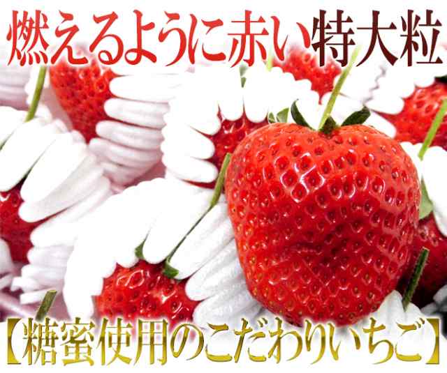 熊本県産 糖蜜使用のこだわりいちご ”ひのしずく きくちのまんま” 大粒