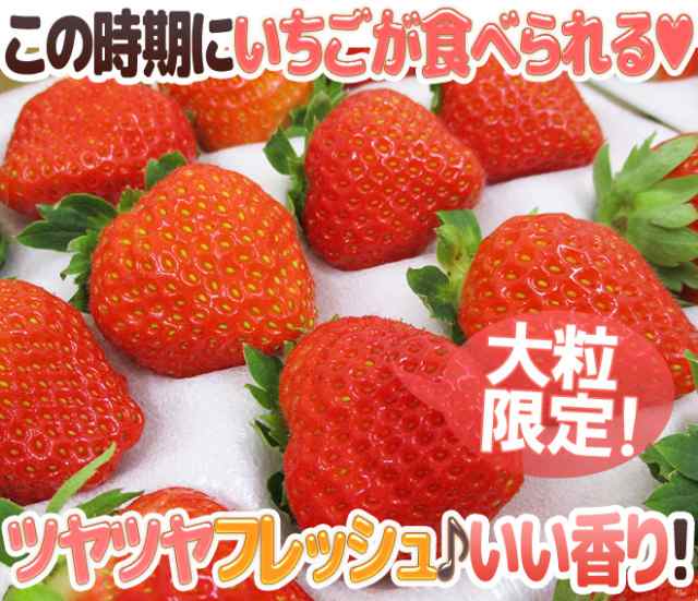 夏いちご 40 48粒前後 約600g 産地厳選 予約 6月下旬以降 の通販はau Pay マーケット くらし快援隊