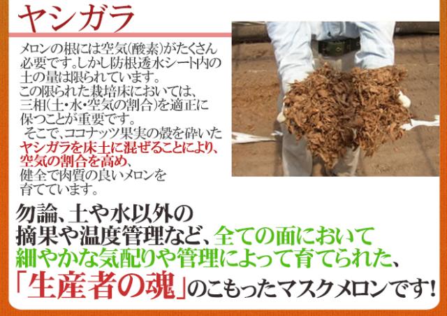 食品 訳ありメロン3個 高知県産