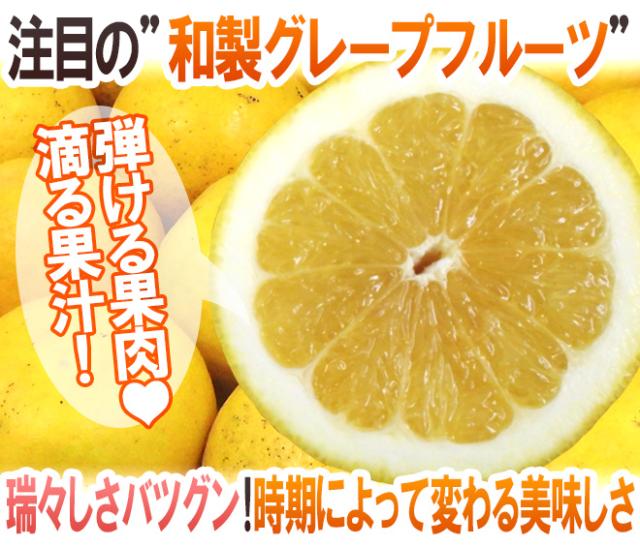 愛媛県 ”美生柑（みしょうかん）” 秀/優品 15〜21玉前後 約6.5kg【予約 4月以降】 送料無料