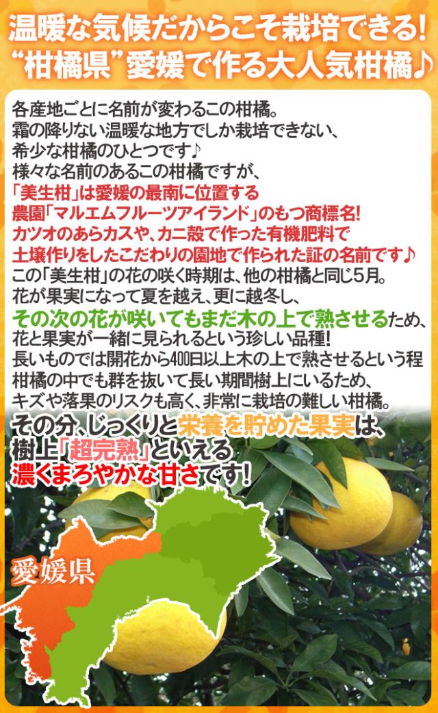 愛媛県 ”美生柑（みしょうかん）” 秀/優品 15〜21玉前後 約6.5kg【予約 4月以降】 送料無料