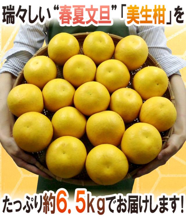 愛媛県 ”美生柑（みしょうかん）” 秀/優品 15〜21玉前後 約6.5kg【予約 4月以降】 送料無料
